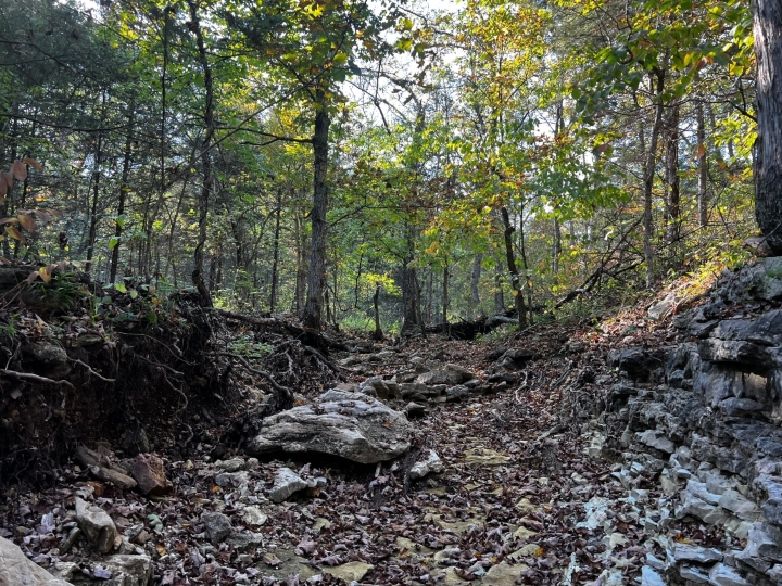 Herp habitat